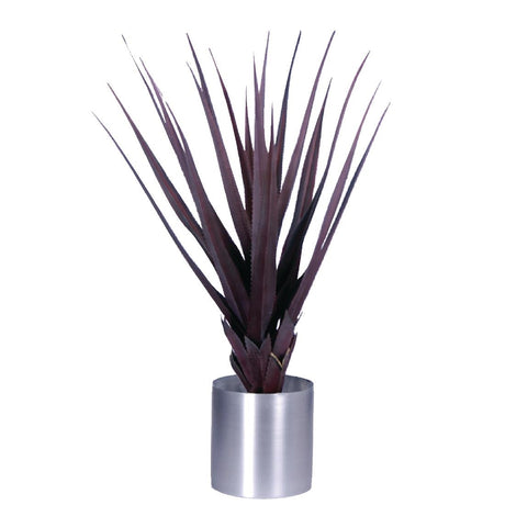 Pandanus Red 900mm